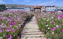 春暖花开登陆器